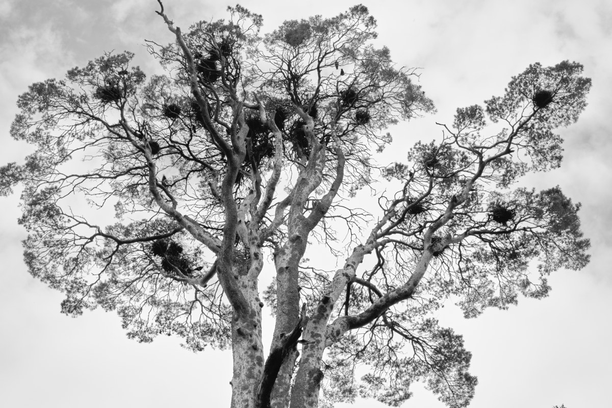 Fractal Tree In Gibraltar